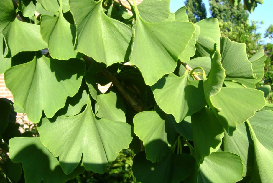 ginkgo_biloba_japanse_notenboom